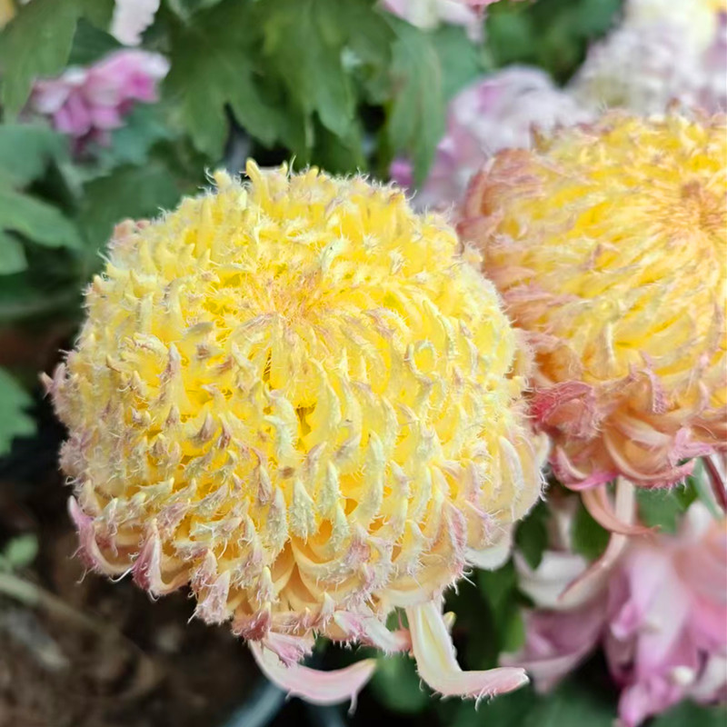 【大花橙黄鹅毛】 菊花盆栽带花苞秋冬大菊花苗庭院花卉耐寒图片