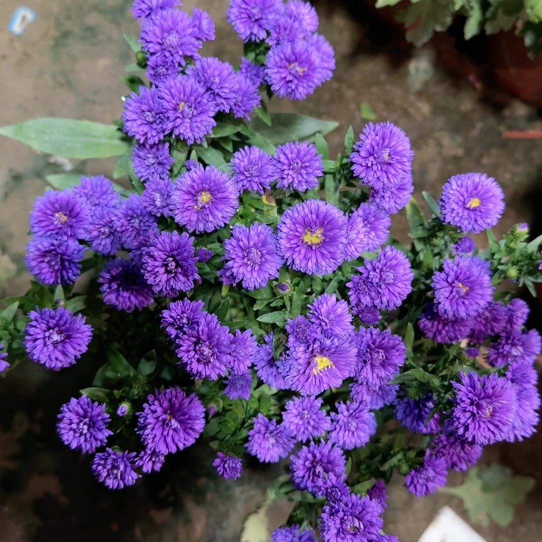 【蓝紫色翠菊】多头菊四季菊观赏花卉盆栽菊花盆带花苞庭院花卉