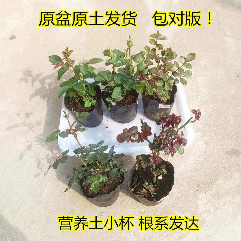 月季花苗花对版四季花卉灌木花卉月季/蔷薇/玫瑰