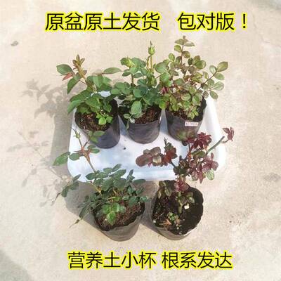 月季花苗花对版四季花卉灌木花卉果汁金丝雀扦插小苗盆栽成活率高