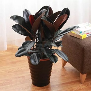 橡皮树盆栽大橡皮树小苗橡皮树苗黑金刚室内盆栽净化空气四季好养