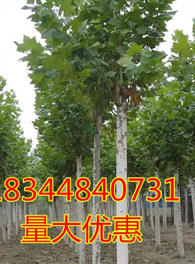 青桐法桐树法国法桐青皮梧桐法桐苗泡桐树苗行道树木悬铃木绿化苗