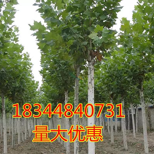 青桐法桐树法国法桐青皮梧桐法桐苗泡桐树苗行道树木悬铃木绿化苗
