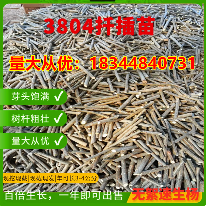 红叶杨扦插苗3804培育苗落叶107