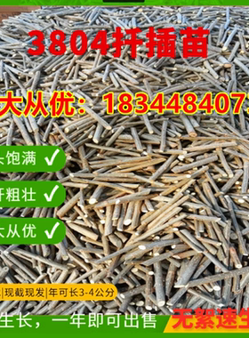 3804速生无絮白杨树红叶杨苗扦插苗培育苗绿占地拆迁植树落叶107