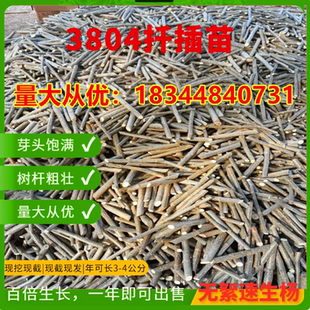 3804速生无絮白杨树红叶杨苗扦插苗培育苗绿占地拆迁植树落叶107