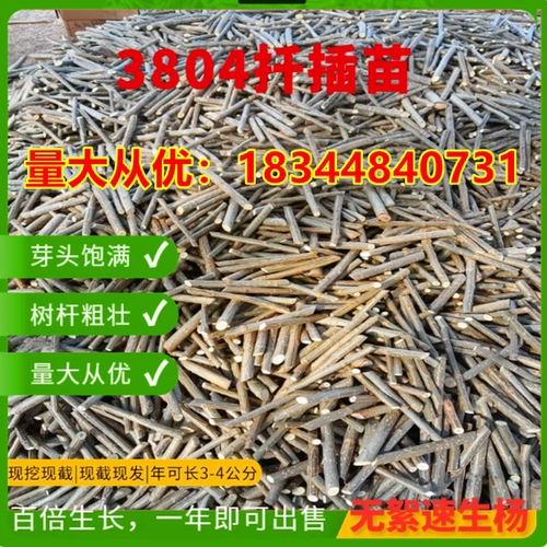 红叶杨扦插苗3804培育苗落叶107