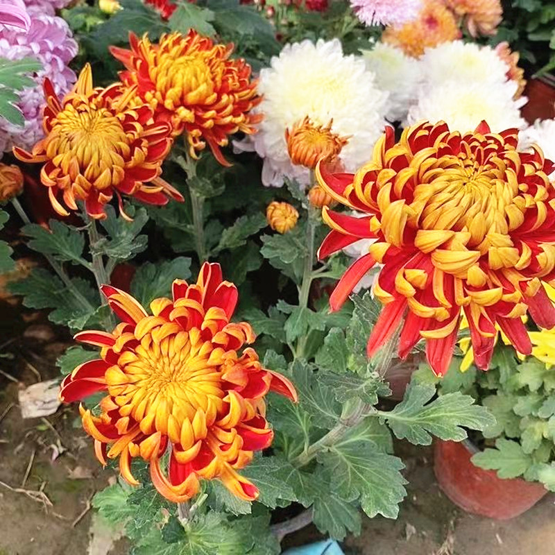 阳台庭院耐寒大菊花苗盆栽秋季