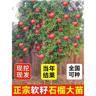 石榴树树苗地栽果树果苗突尼斯软籽无籽大庭院南方种植石榴树盆栽