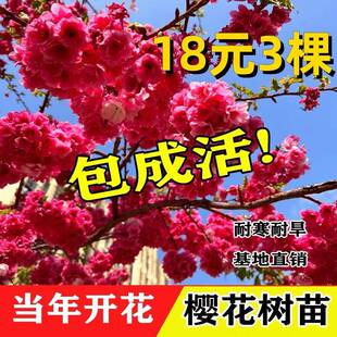 樱花树苗庭院地栽南北方大树室外种植门前旺宅名贵风景树绿植树节