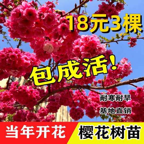 樱花树苗庭院地栽南北方大树室外种植门前旺宅名贵风景树绿植树节