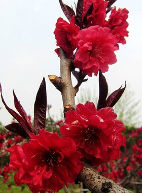 庭院观赏桃花红叶碧桃树苗紫叶碧桃苗工程绿化苗紫叶桃别墅风景树