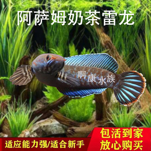 酒红雷龙鱼热带观赏鱼小型凶猛鱼苗雷龙鱼活体