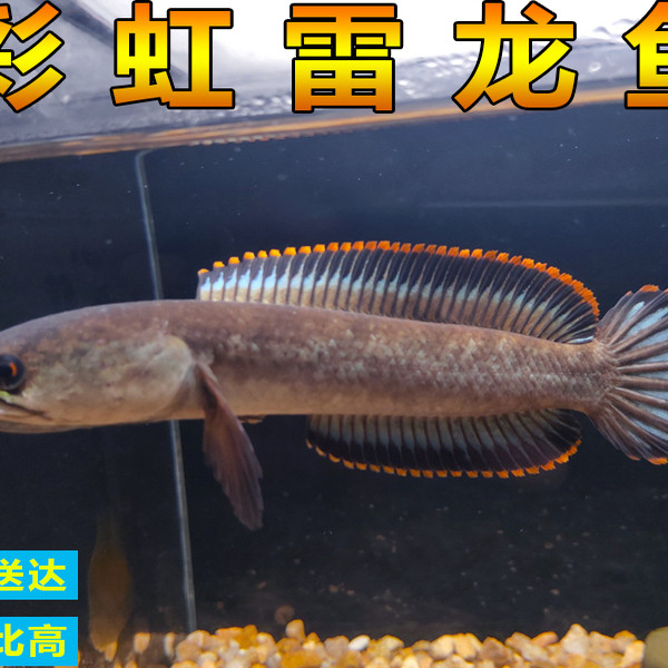雷龙鱼彩虹雷龙鱼耐养冷水鱼