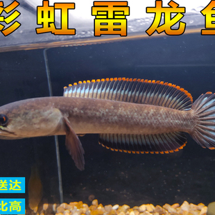 雷龙鱼雷龙鱼彩虹雷龙鱼耐养冷水鱼淡水鱼活体七星鱼珍珠雷龙鱼