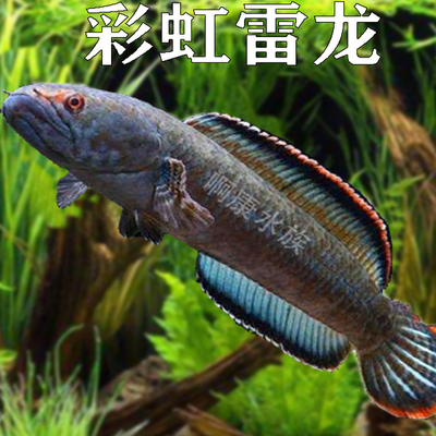 活体雷龙鱼观赏鱼彩虹雷龙鱼