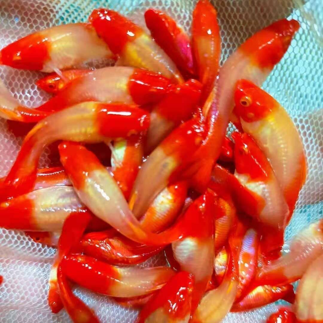 鸿运当头孔雀鱼红头包头包鳃活体小型热带鱼胎生皮实好养双分水