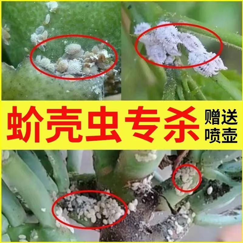 介壳虫专用药花卉盆栽杀虫剂