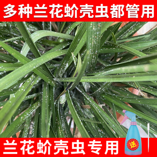 兰花介壳虫蚧壳虫专用药杀虫剂蚧必治除花卉兰草小白点虫蚜虫花药