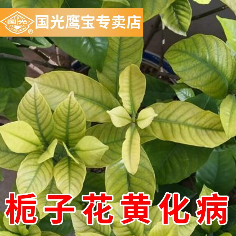 栀子花黄化氨基酸螯合铁叶面肥蓝莓病富贵竹花卉叶子发黄水溶肥