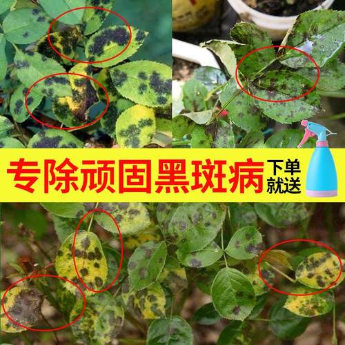 黑斑病发黄家用杀菌剂