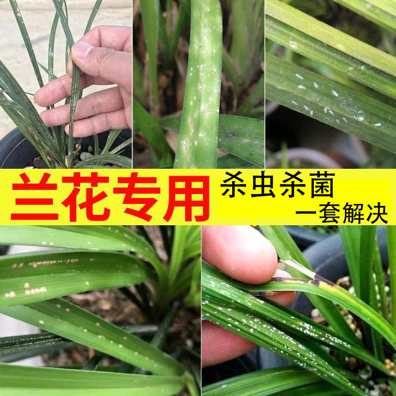 兰花专用杀菌套装腐病介壳虫