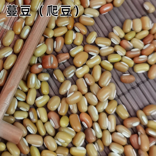 新季蔓豆 爬豆豆竹干豆杂豆杂粮豆五谷营养杂粗粮味好