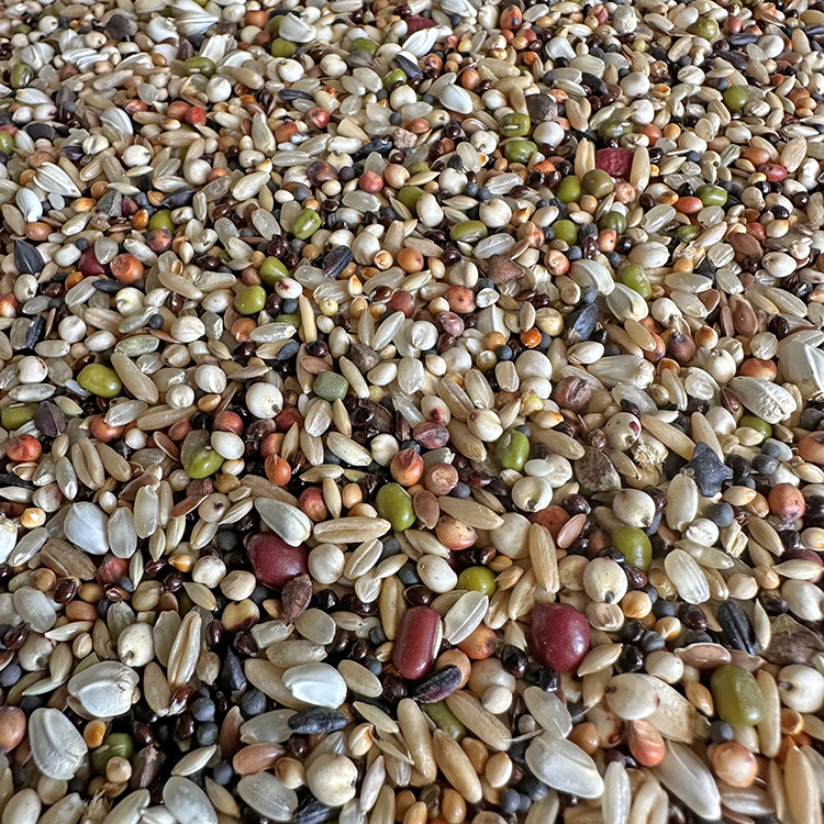 魔鬼饲料鸽粮无玉米小颗粒饲料鸽子食粮营养斑鸠特级信鸽专用