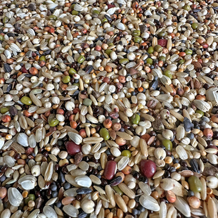 魔鬼饲料鸽粮无玉米小颗粒饲料鸽子食粮营养斑鸠特级信鸽专用