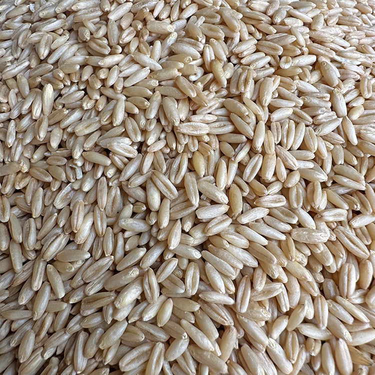 燕麦米雀麦野麦生燕麦仁虎皮牡丹玄凤中大型鹦鹉鸟食饲料鸟粮食