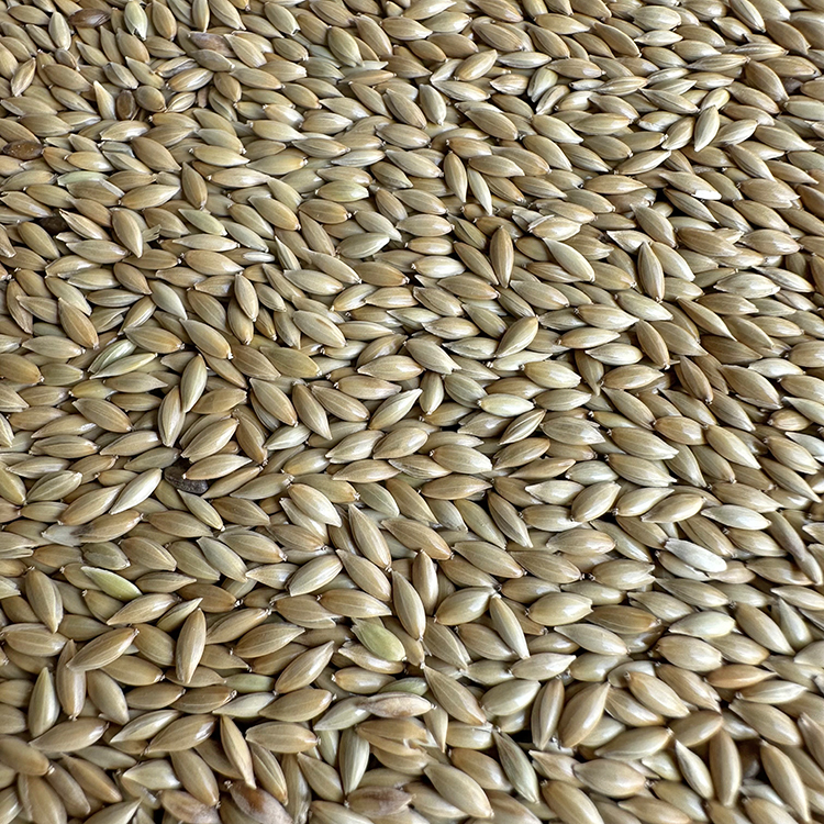 进口油尖白草包邮5斤利子鹦鹉