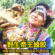 云南原始森林高山野生无刺土酸蜂胶食用级天然产地制品泡酒专属药
