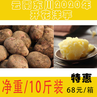 正宗东川高山开花洋芋特产不开花 坏果包退 马铃薯新鲜10斤不
