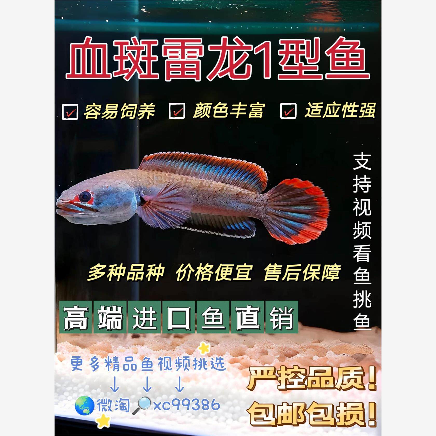 进口血斑一型雷龙鱼阿萨姆蓝帆奶茶雷龙酒红火背七彩雷龙鱼观赏鱼