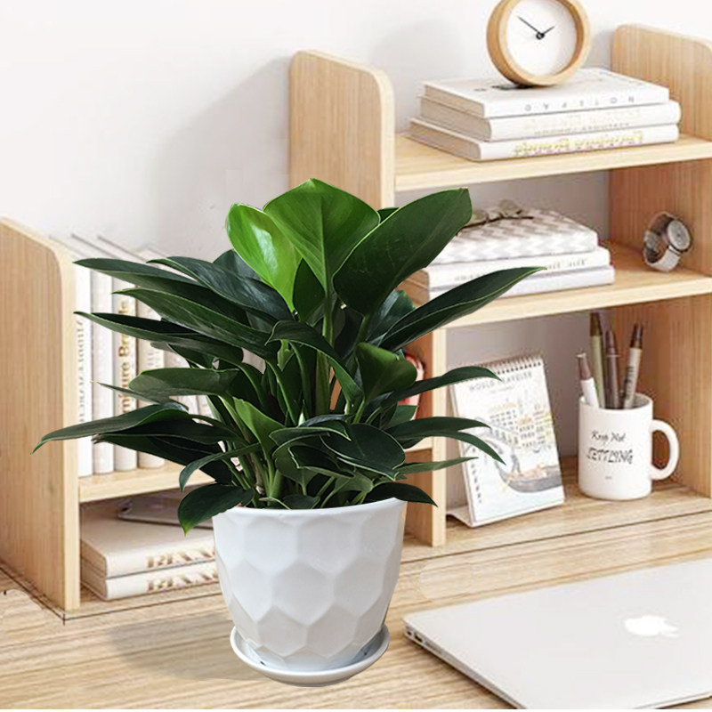 大叶绿公主金钻盆栽室内大型客厅绿植花卉万年青四季好养观叶植物