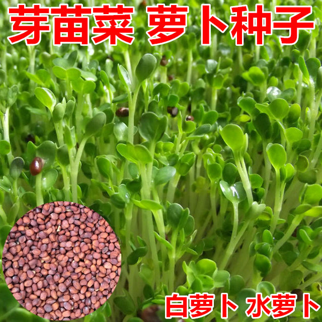 芽苗菜育苗盘水培蔬菜豌豆萝卜黄豆小麦种子种植盘无土栽培