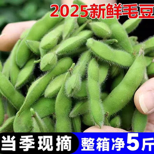 江西新鲜毛豆农家蔬菜现摘新鲜毛豆荚带壳青豆绿豆荚大豆包邮