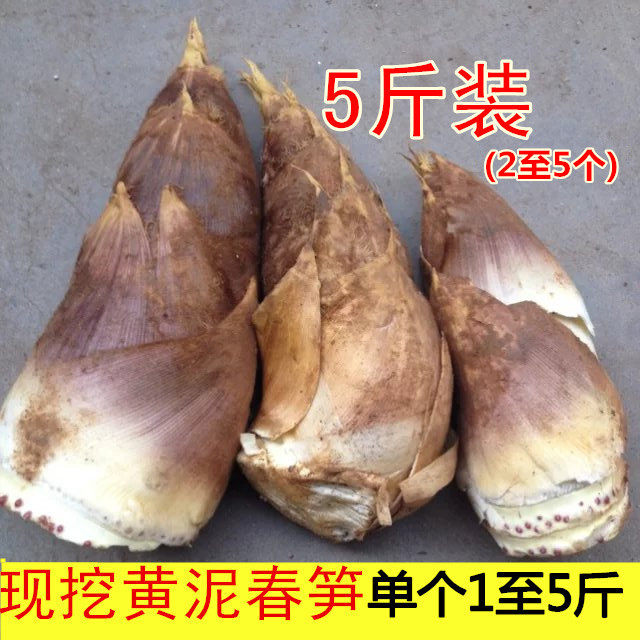 现货新鲜春笋江西农家现挖野生冬笋毛笋黄泥拱嫩笋蔬菜砍根5斤装