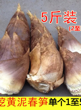 现货新鲜春笋江西农家现挖野生冬笋毛笋黄泥拱嫩笋蔬菜砍根5斤装