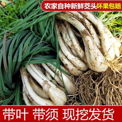 当季荞头新鲜荞头现挖现发带叶茭头江西藠头农家自种叫头5斤包邮