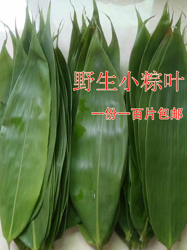 新鲜粽叶野生纯天然芦苇100片
