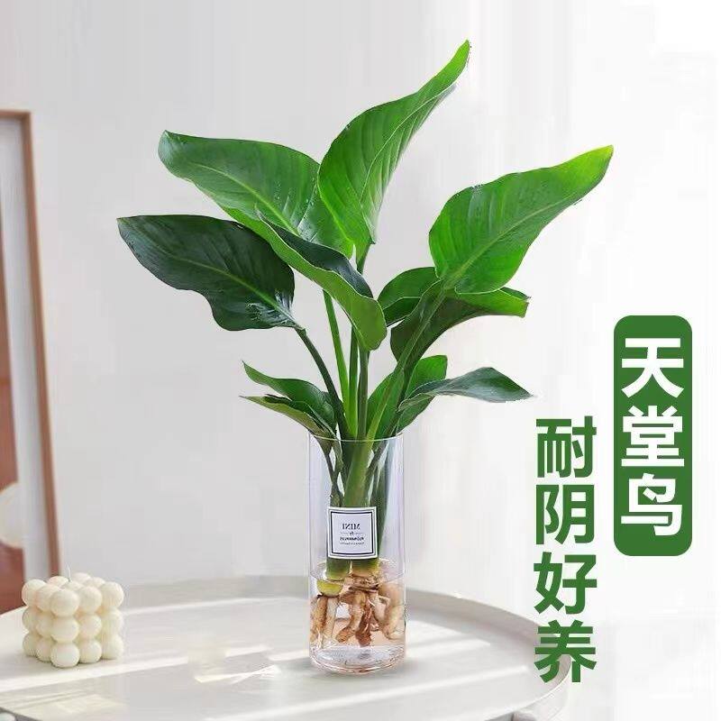天堂鸟水培植物鹤望兰盆栽水养室内客厅花卉四季好养绿植办公桌室