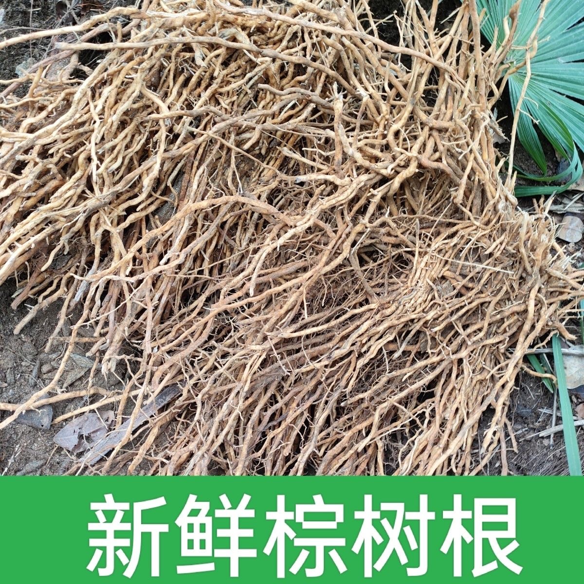 秦岭正宗野生棕榈树根 新鲜现挖棕榈根 棕根 包邮