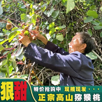 秦岭高山猕猴桃新鲜水果当季奇异果应季小泥弥猴桃 5斤圆枣子软枣