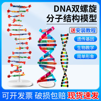 DNA双螺旋结构模型大号高中分子结构模型60cmJ33306脱氧核苷酸链