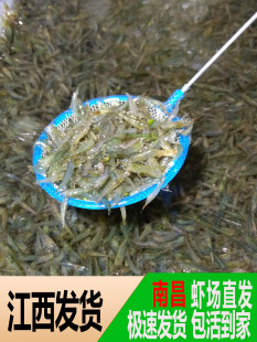 黑壳虾除藻虾观赏清洁虾工具虾草缸鱼缸造景宠物活体饲料 包邮