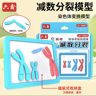 磁吸式减数分裂中染色体变换模型组件初中高中生物教具实验器材