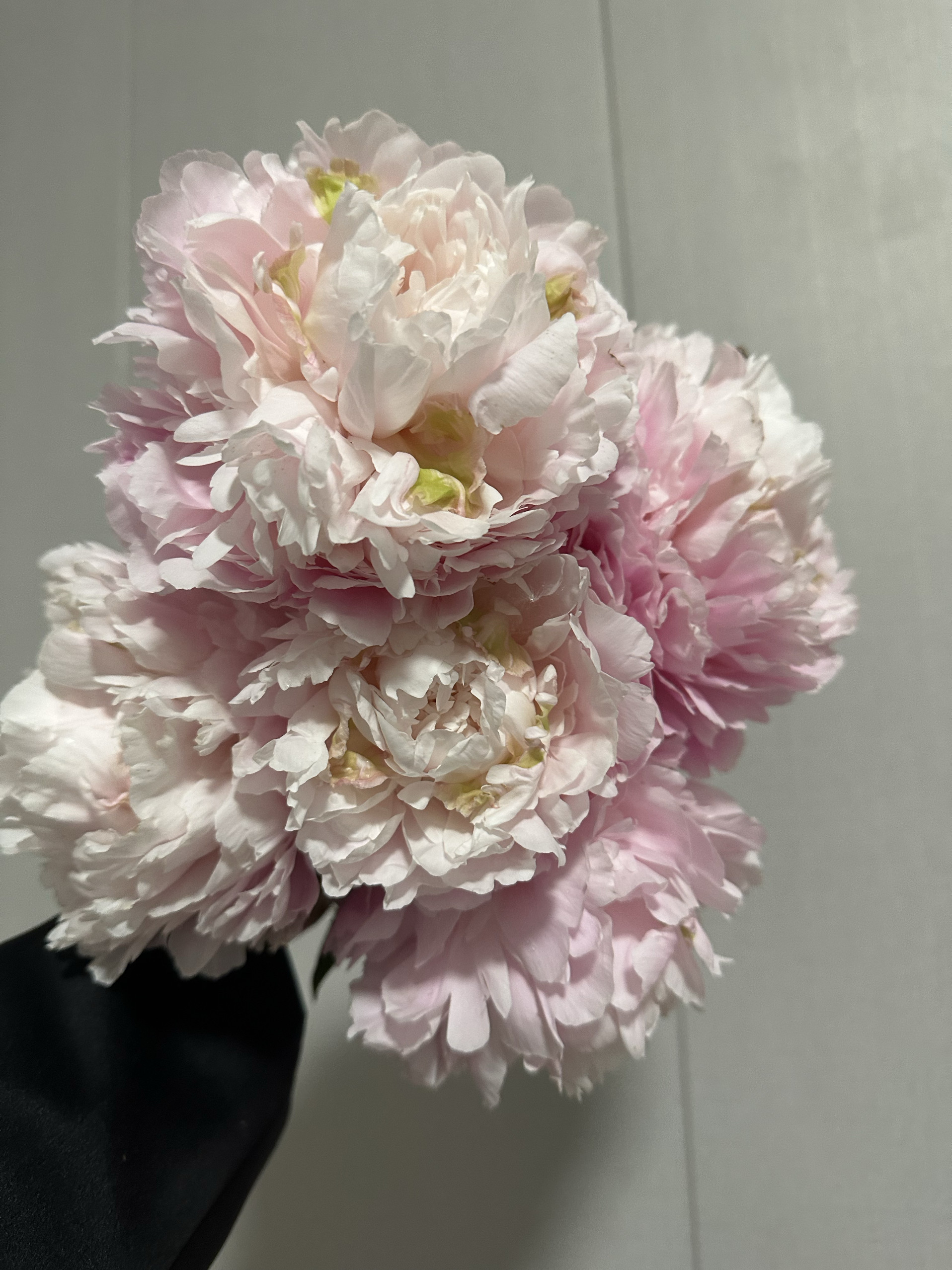粉玉楼  菏泽观赏芍药种苗花苗牡丹/芍药