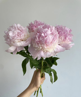 天使脸颊 进口品种芍药花苗种苗带盆带土盆栽地栽，庭院种植。