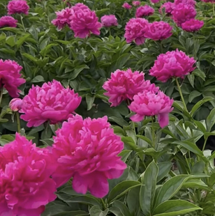 芍药花苗大富贵 芍药种苗红色系芍药 带盆带土发货